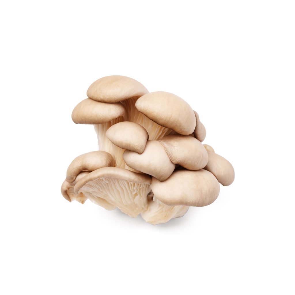 Oyster mushrooms on a white background